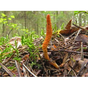 Thần Dược Của Thiên Nhiên Đông Trùng Hạ Thảo